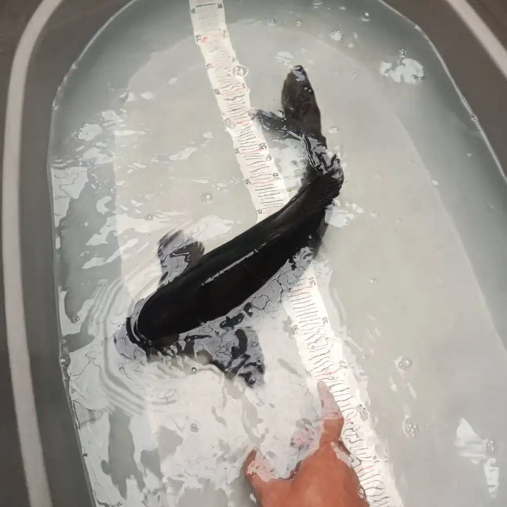 Ikan koi hitam black chagoi jumbo bulky munuk size 43 BU murah