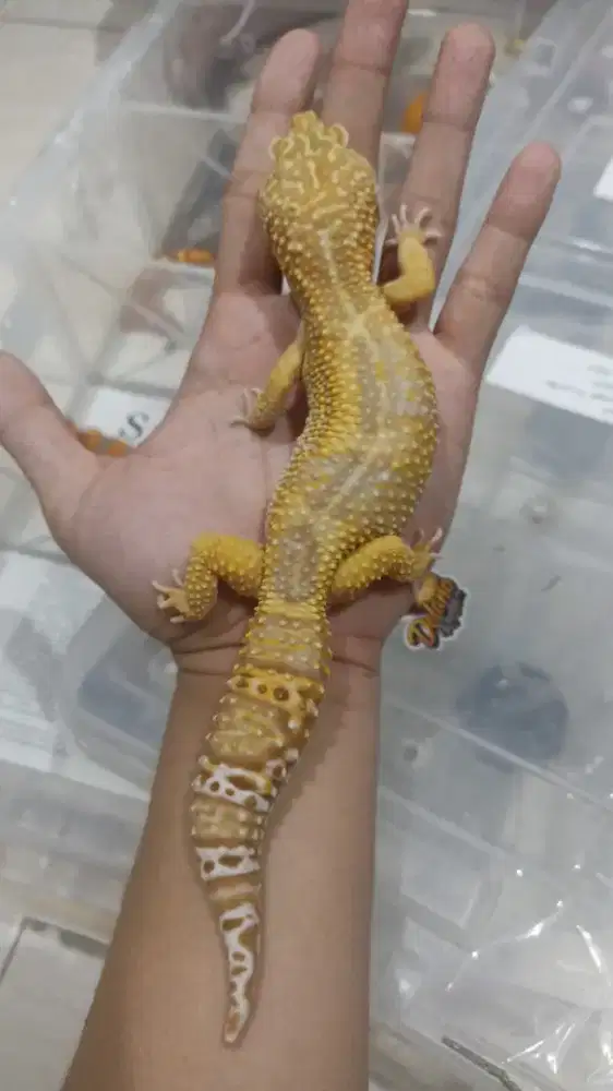 Gecko Jumbo Pejantan