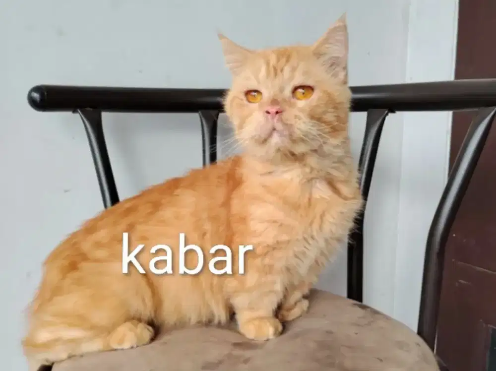 Kucing British Munchkin Standar - non PED