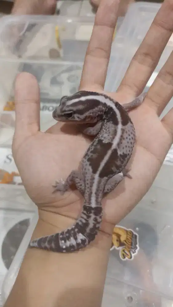 Gecko AFT Oreo Stripe Cakep