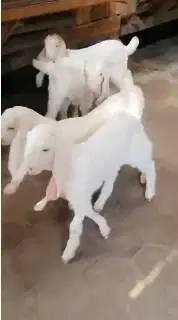 2 pasang cempe anakan kambing etawa senduro 3 bln 2 jantan 2 betina ok