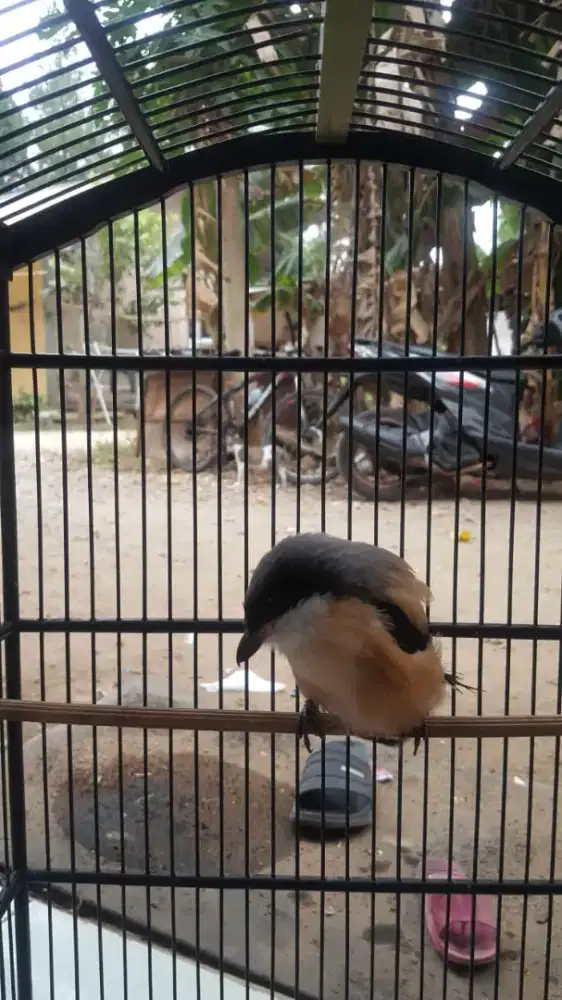 Cendet rajin bunyi full set