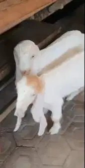 2 pasang cempe bibit kambing etawa senduro 3 bln 2 jantan 2 betina top