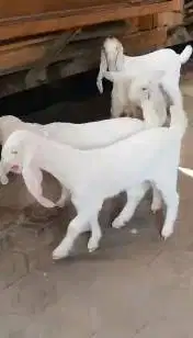 2 pasang anakan bibit kambing etawa senduro 3 bln 2 jantan 2 betina ok