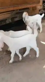 2 pasang anakan cempe kambing etawa senduro 3 bln 2 jantan 2 betina ok