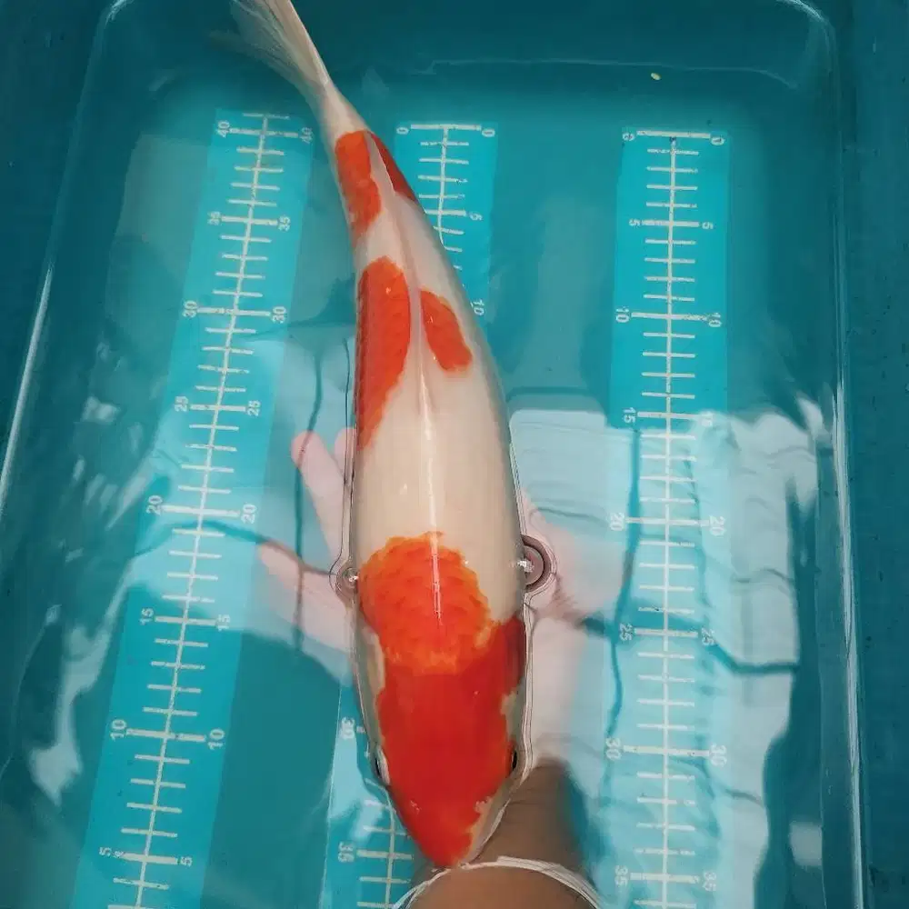 Ikan koi kohaku 3 step merah strong jumblo size 48 cm BU jantan