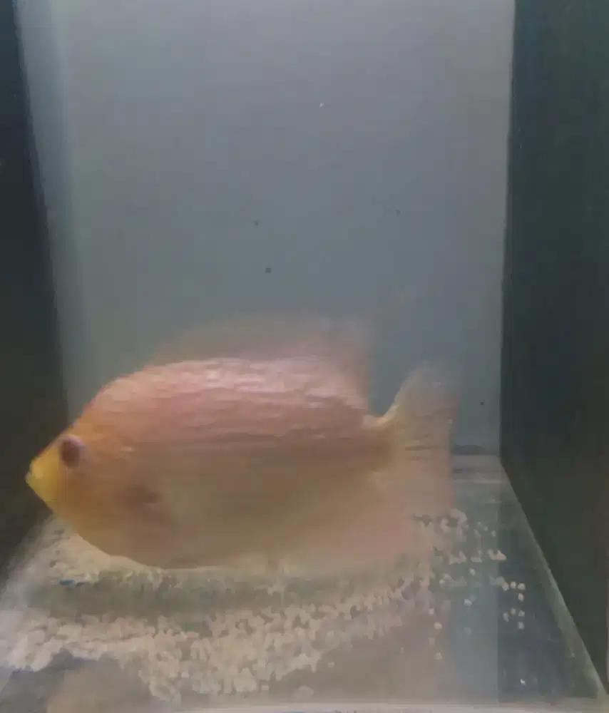 Louhan gb female