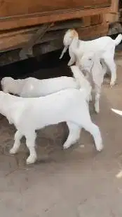 2 pasang anakan cempe kambing etawa senduro 3 bln 2 jantan 2 betina ok