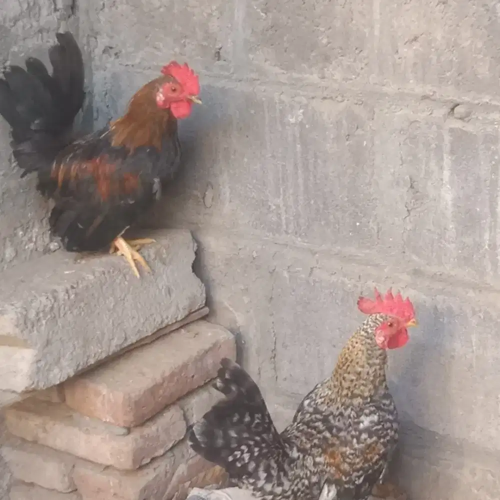 Ayam kate jantan