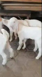 2 pasang anakan cempe kambing etawa senduro 3 bln 2 jantan 2 betina ok