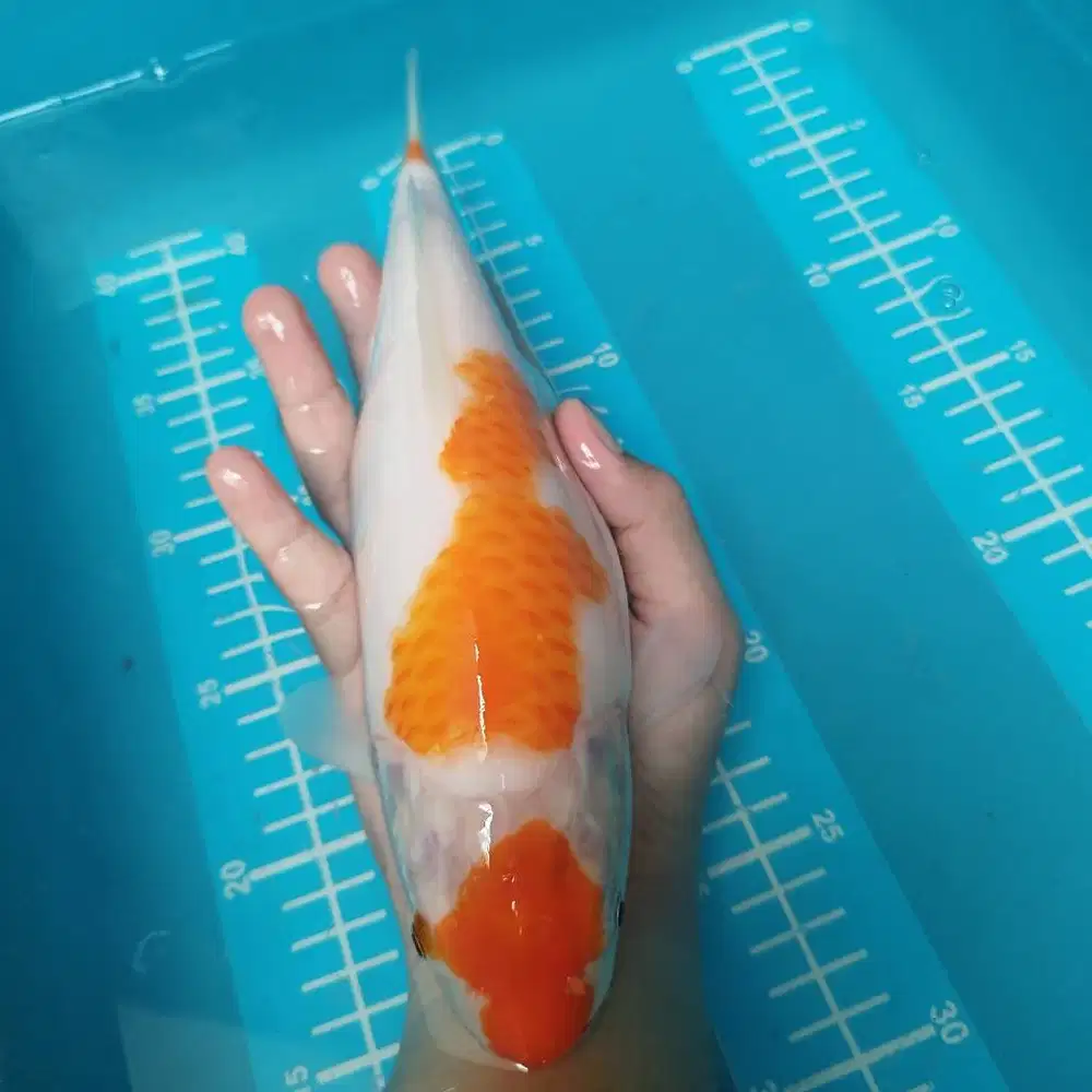 Ikan koi kohaku jumbo 2 step bulky size 44 cm BU murah