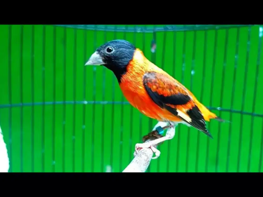 Burung Redsiskin