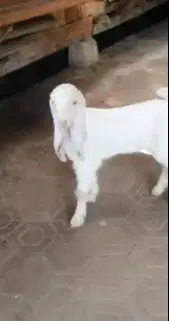 2 pasang anakan cempe kambing etawa senduro 3 bln 2 jantan 2 betina ok