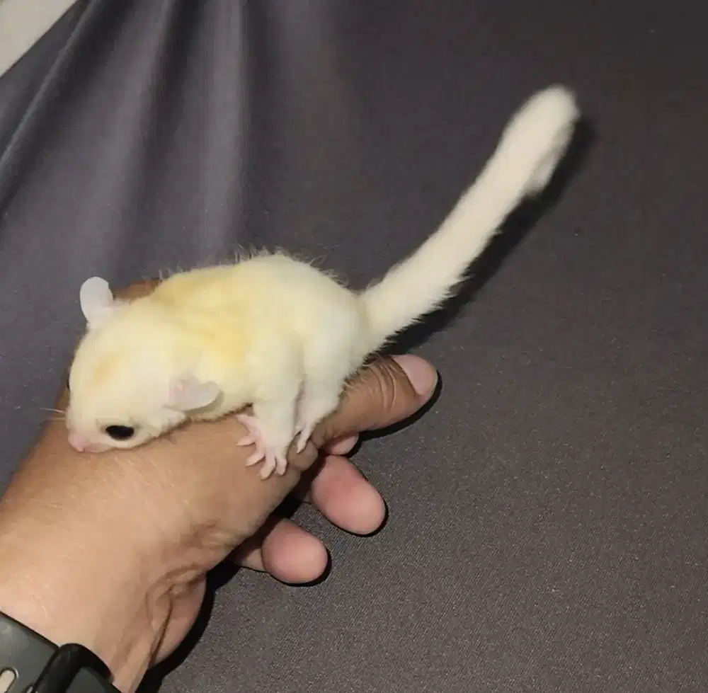 Sugar glider leu leucistic jantan joy