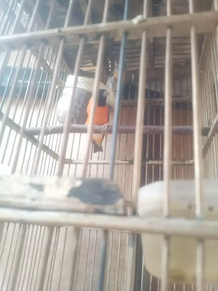 burung mule redsiskin/kenari hibrid