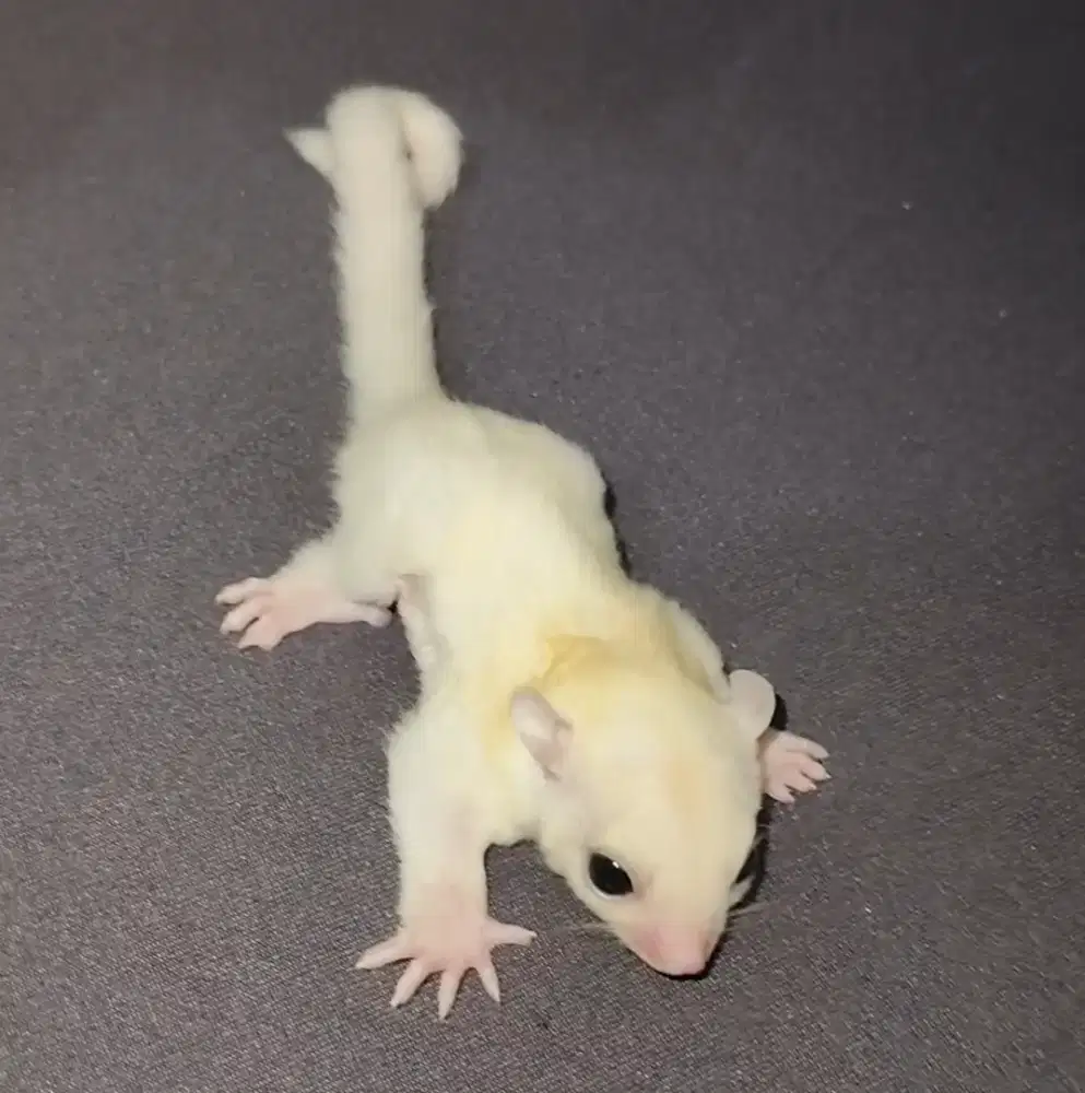 Sugar glider leucistic betina