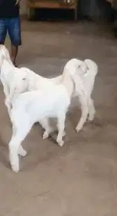 2 pasang anakan cempe kambing etawa senduro 3 bln 2 jantan 2 betina ok