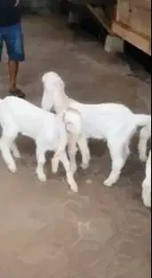 2 pasang anakan cempe kambing etawa senduro 3 bln 2 jantan 2 betina ok