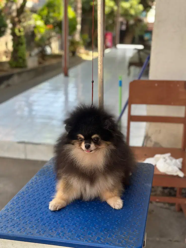 Pomeranian / Minipom / Pom Jantan 1th Black N Tan Stb Vaksin