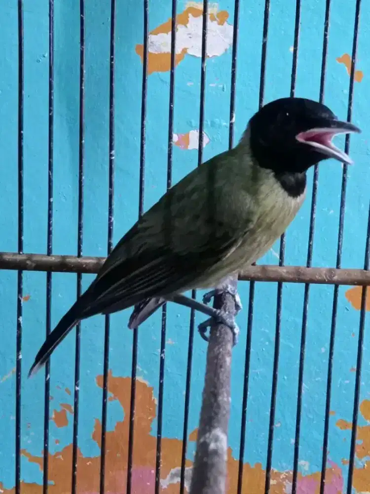 ikut jual burung samyong jantan baru beres bulu lepas trotol