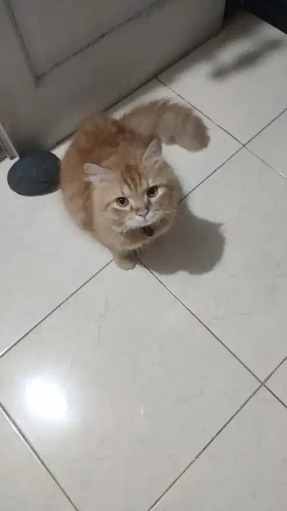 Kucing persia long hair cowok 8 bulan