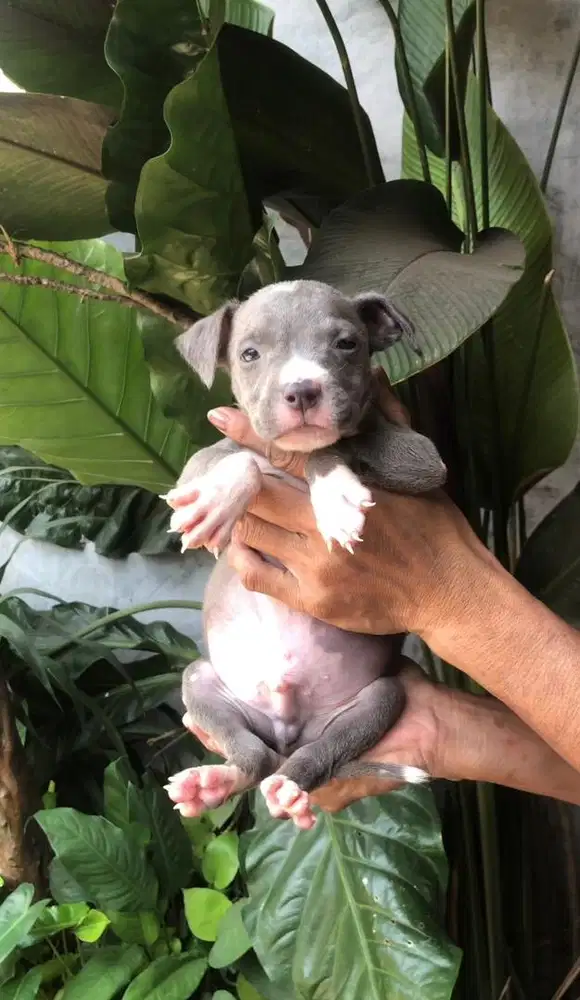 Anjing pitbull puppy