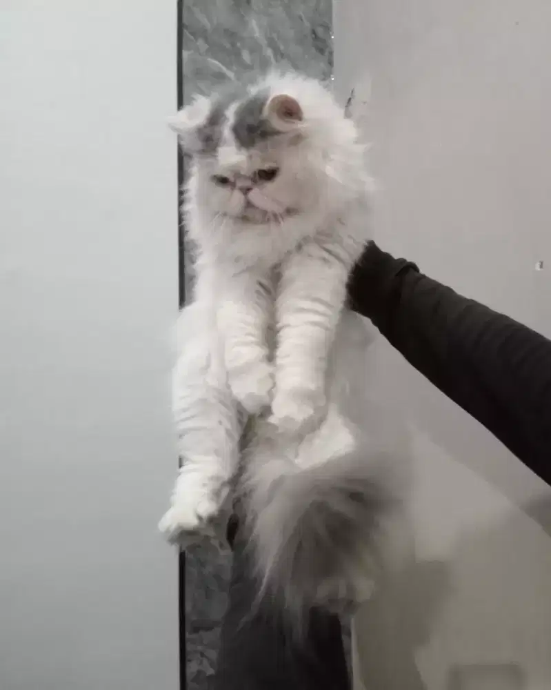 Kucing persia peaknose