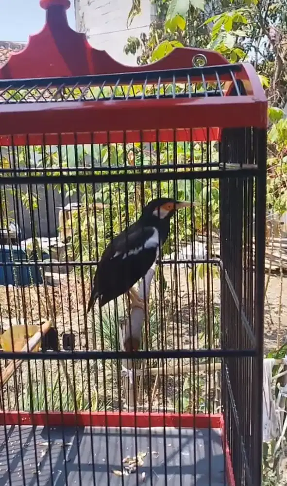 Burung jalak suren