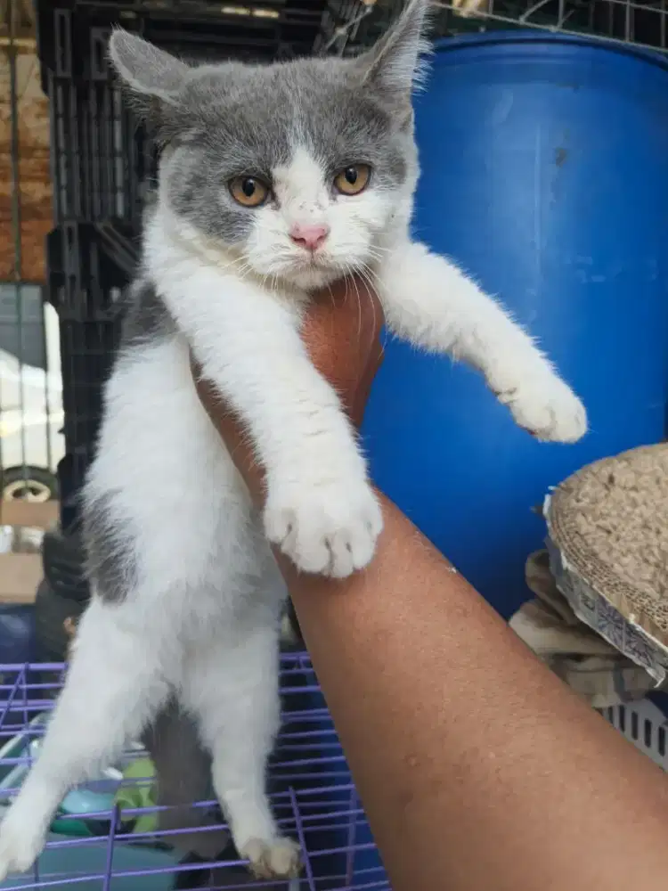 BSH Bico Blue murmer