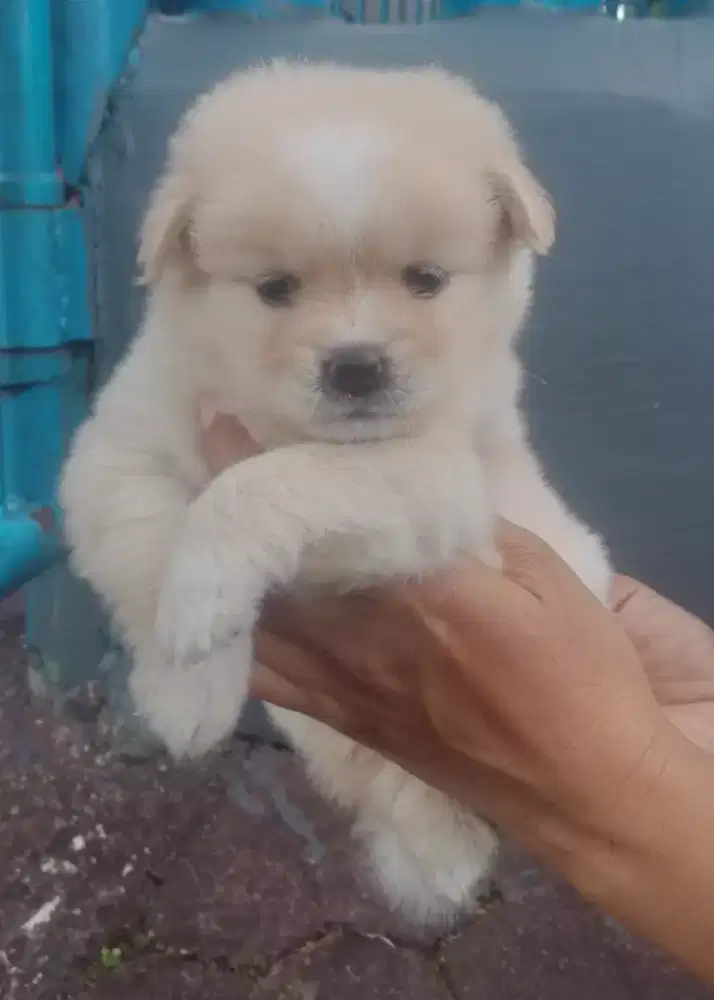 Minipom jantan usia 2 bln