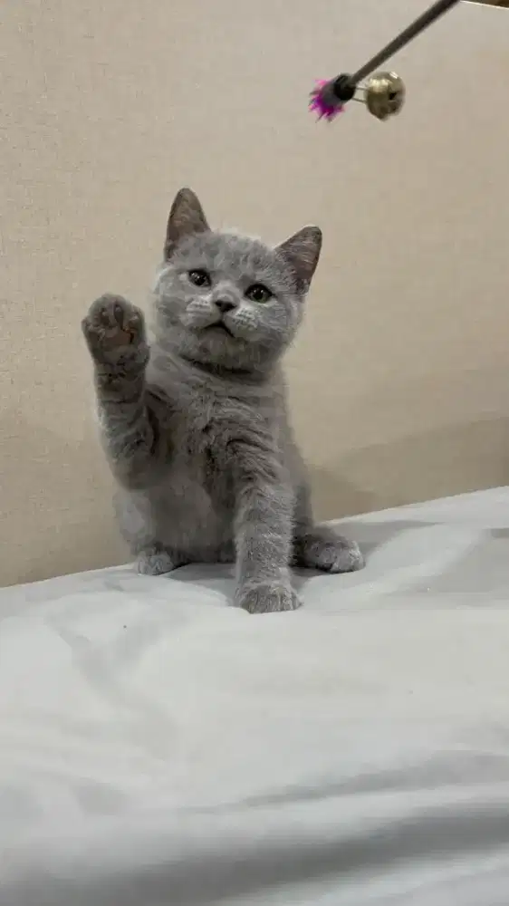 BSH British Shorthair Blue Solid Jantan
