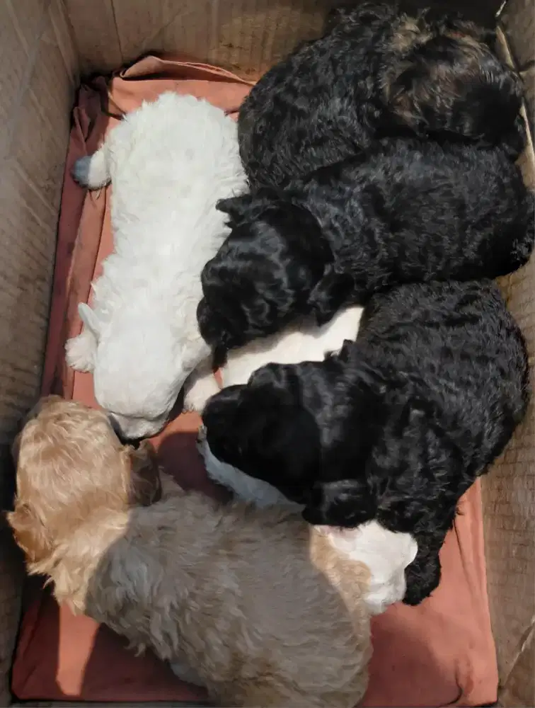 Toy Poodle Pure