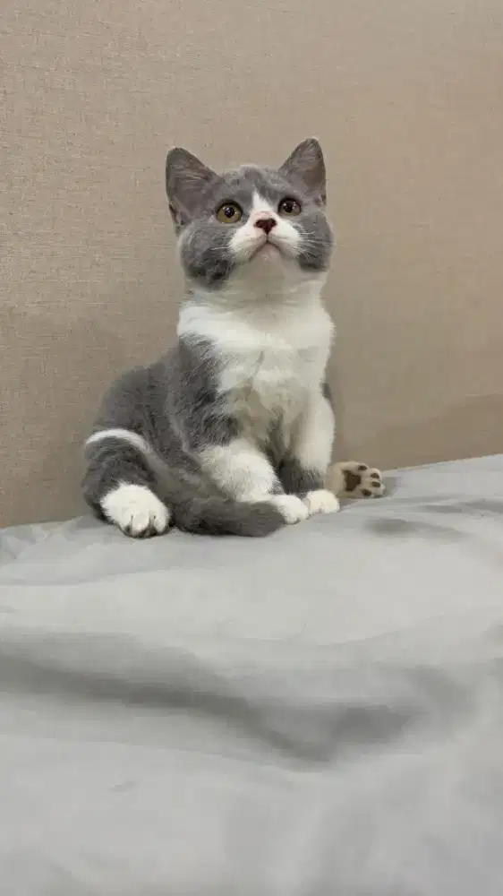 BSH British Shorthair Bicolor Blue Betina