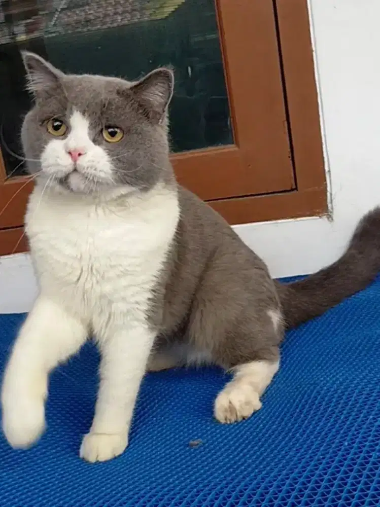 Kucing bsh British shorthair jantan dewasa