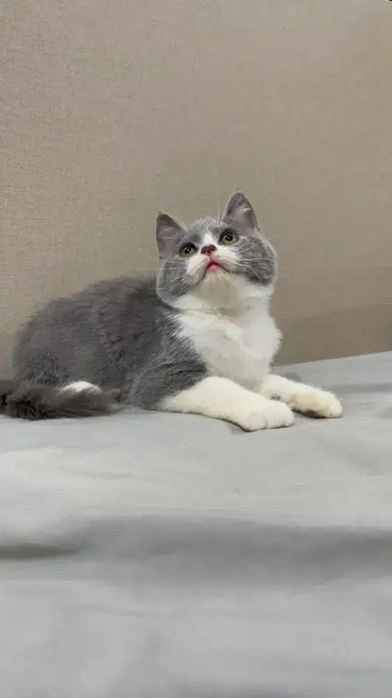 BSH British Shorthair Bicolor Blue Jantan
