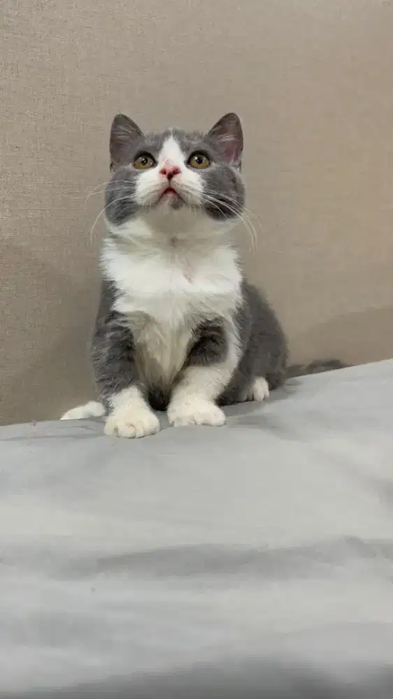 BSH British Shorthair Bicolor Blue Betina