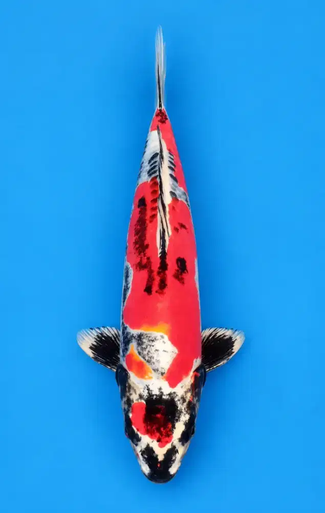 Koi Benikiko Super Quality