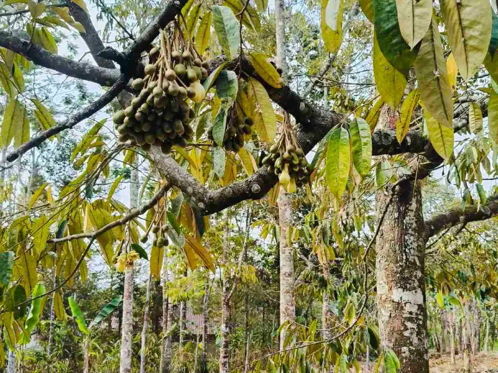 jual kebun durian full berbuah Jumantono karanganyar