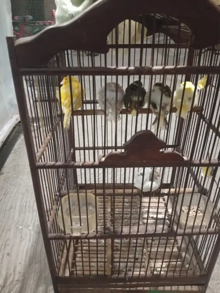 Kenari betina gendong anak 5