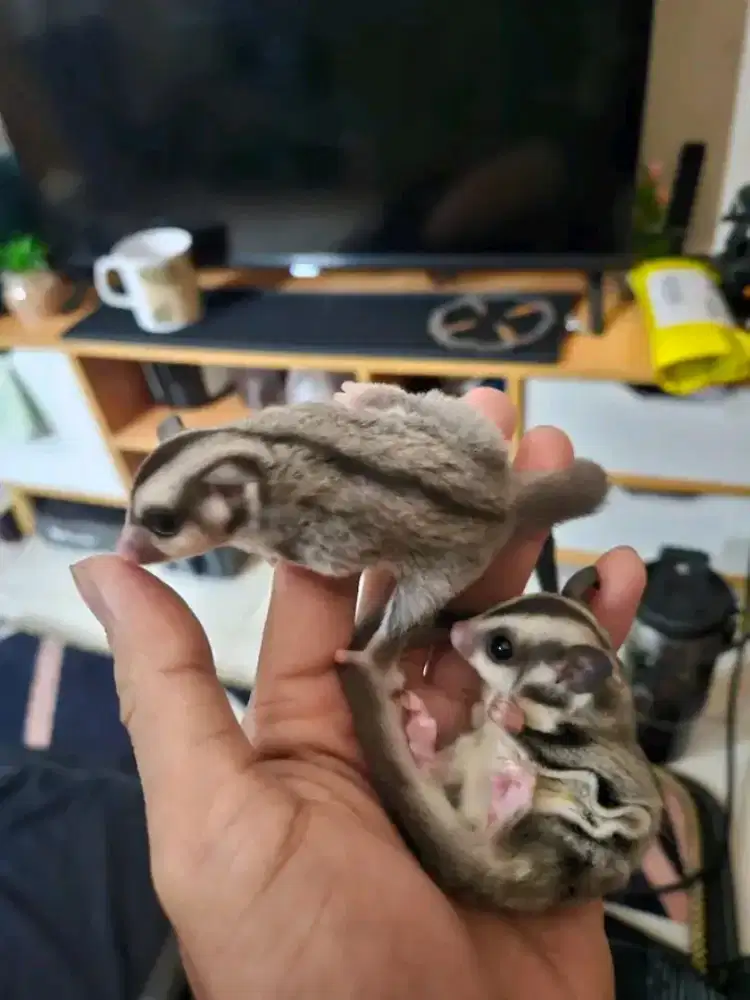 Sugar glider cg joey