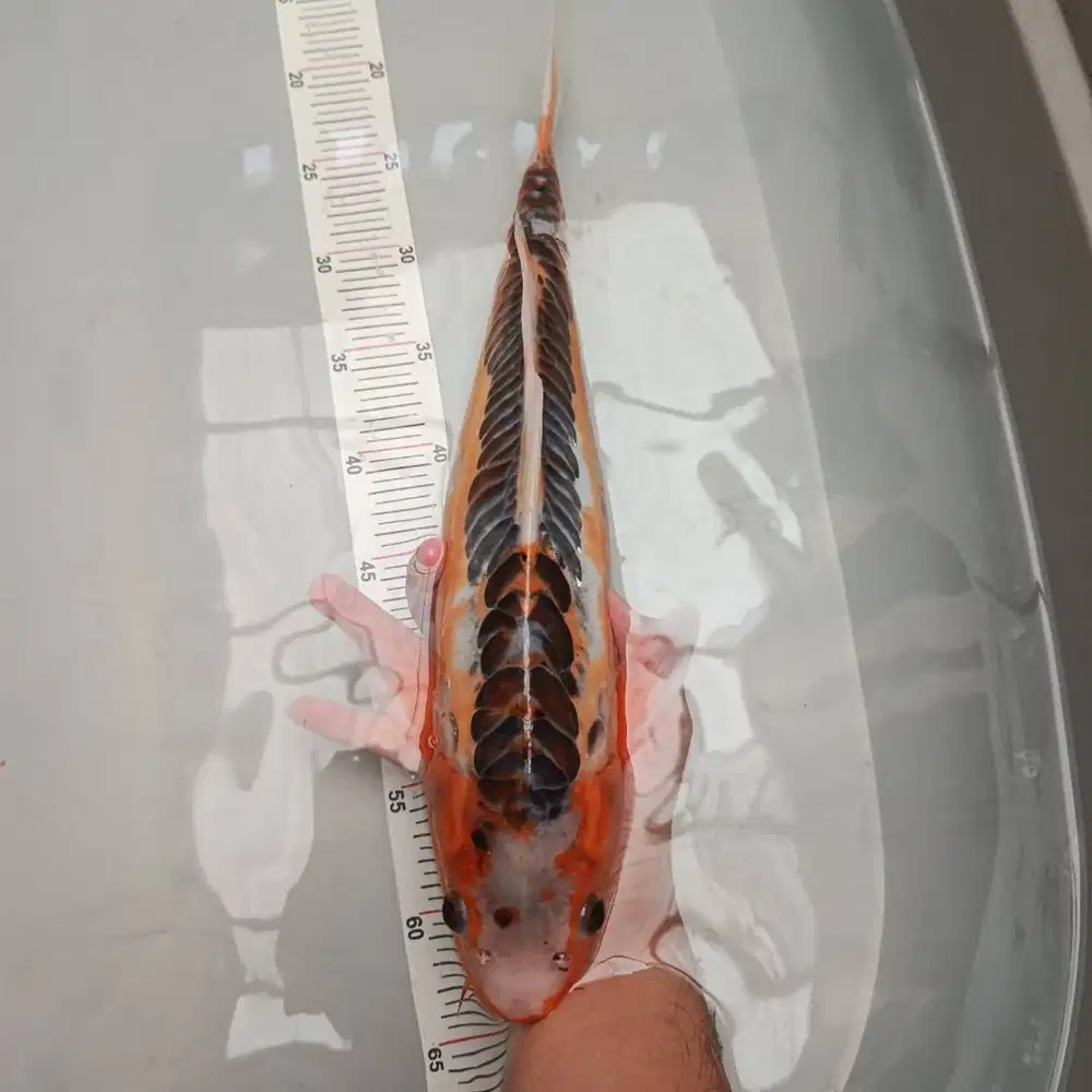 ikan koi shusui jumbo besar size 48 cm BU murah