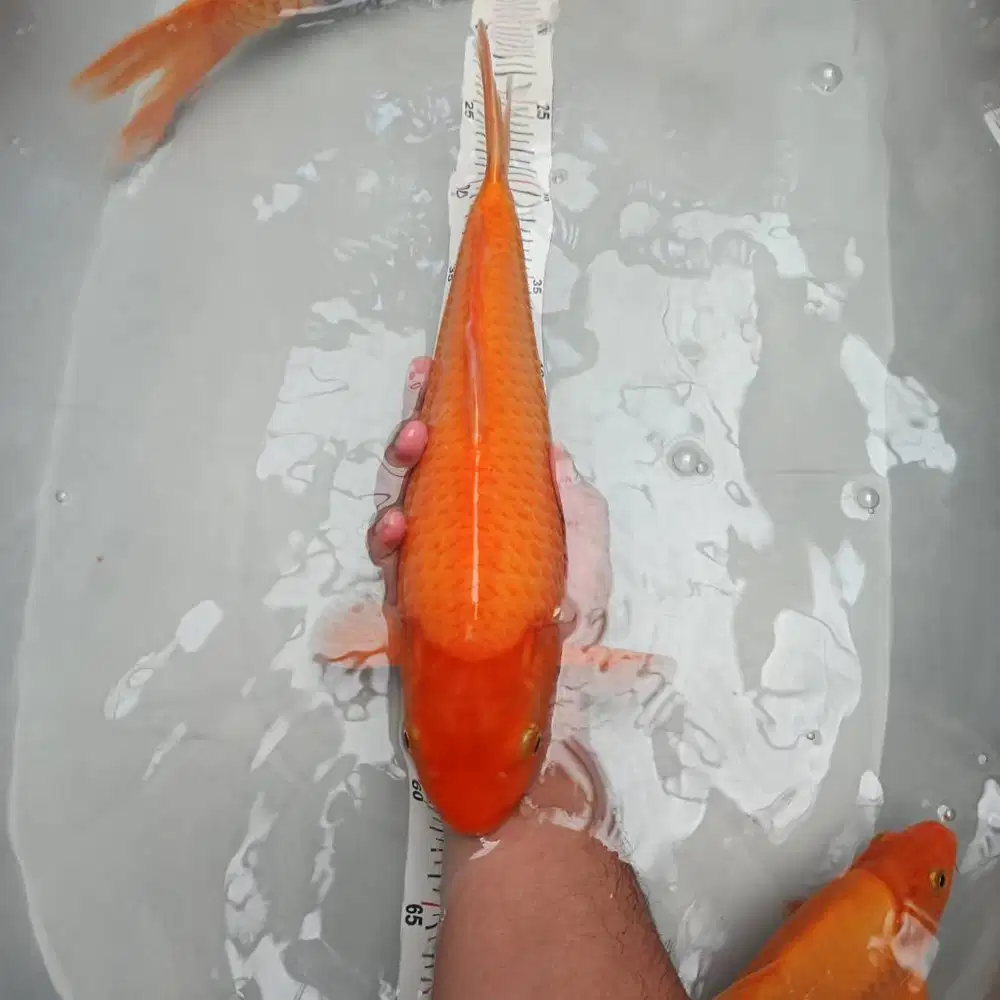 Ikan koi red karasi merah bulky munuk size 10-30 cm murah