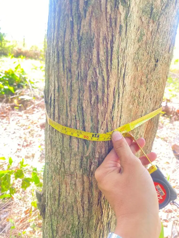 DIJUAL 2 POHON BAK MANE / LABAN – BATANG BESAR & LURUS