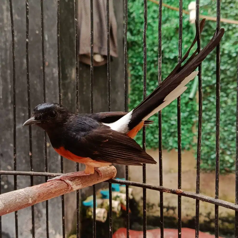 Burung murai betina dewasa ring bodi bagus