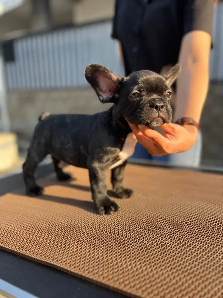 French bulldog jantan puppy super Quality