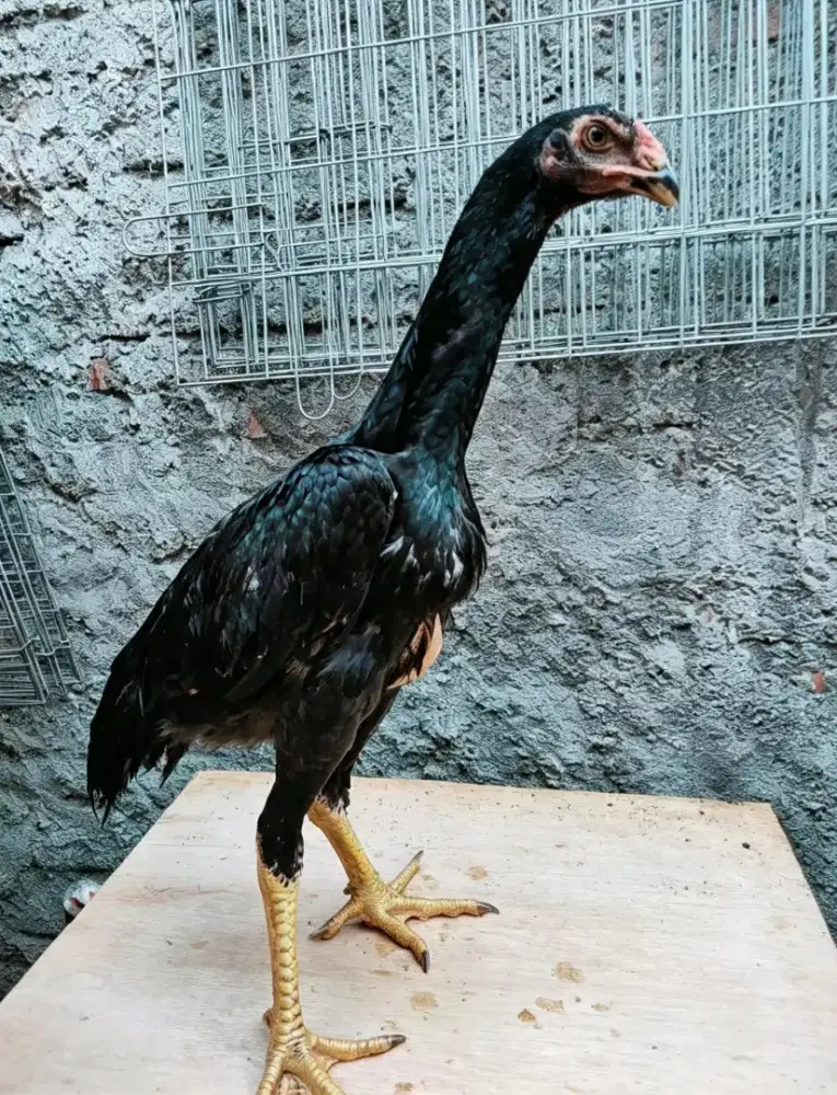 Black shamo eropa