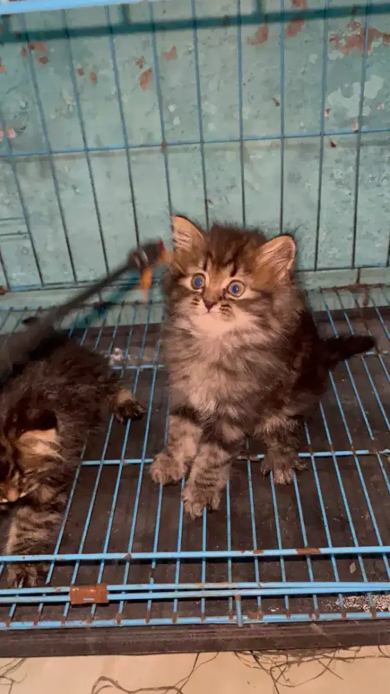 KITTEN PERSIA LONGHAIR