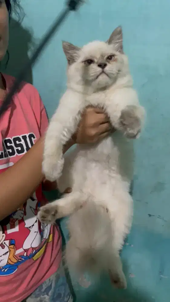 KITTEN MIX RAGDOLL