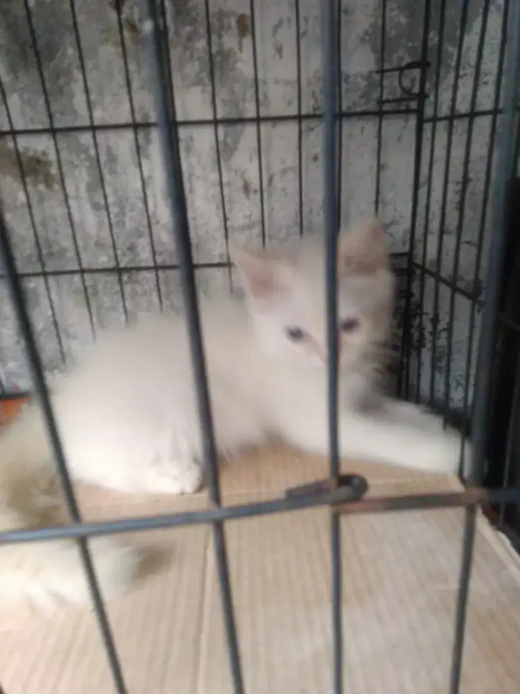 Kitten Persia Male