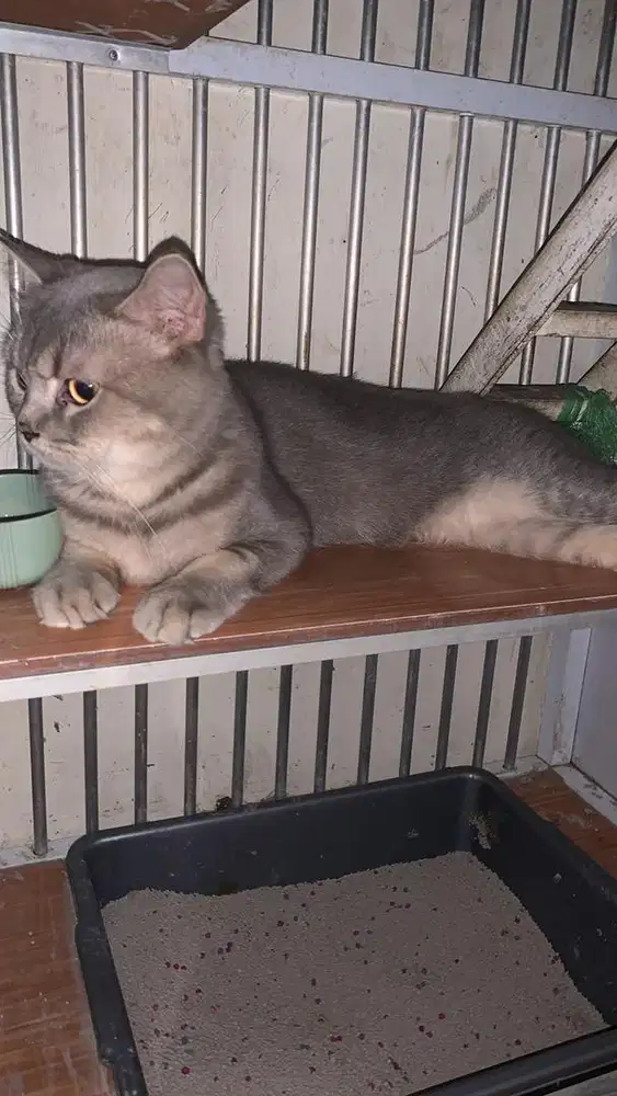 BSH Golden blue